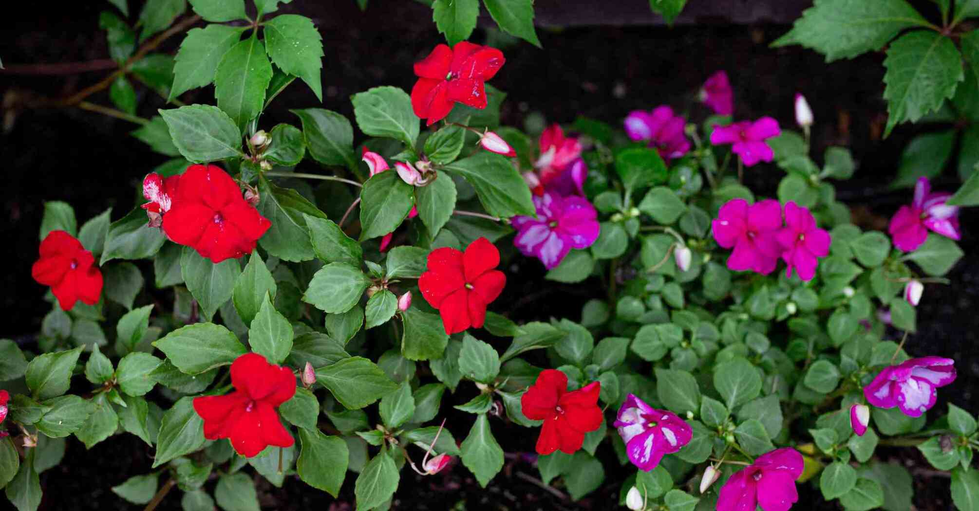 Improve the bloom of violets with a yeast fertilizer