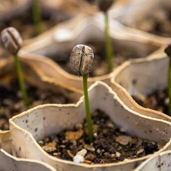 How to stimulate the germination of old seeds