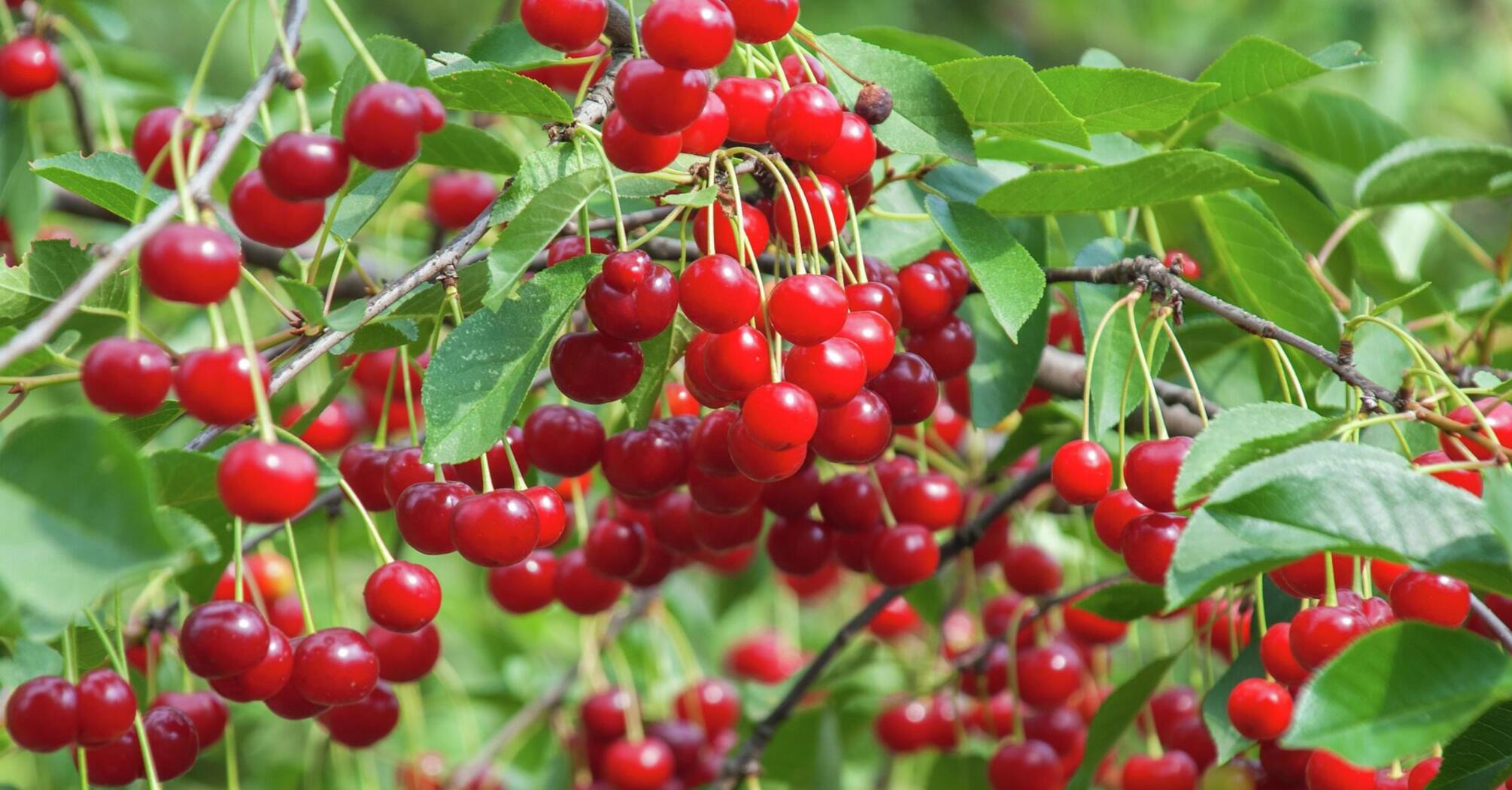 Is it worth growing cherry trees