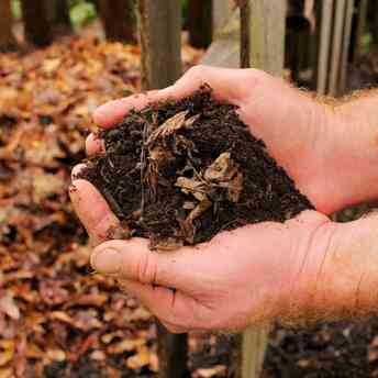 How to create high-quality fertilizer from fallen leaves