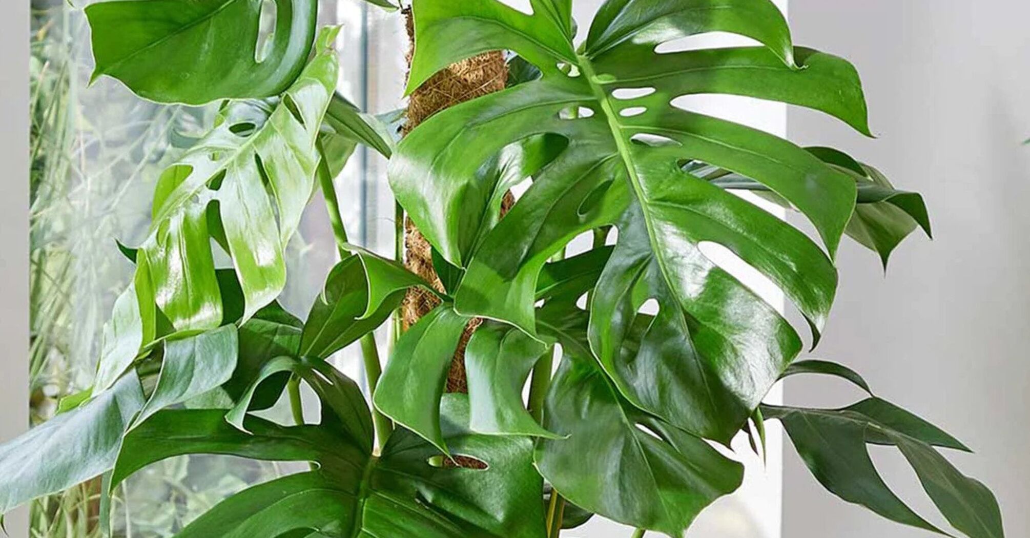 Why the leaves of your houseplants curl