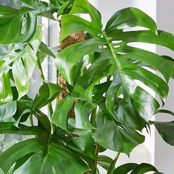 Why the leaves of your houseplants curl