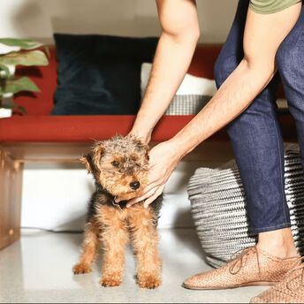 How to choose the right dog for your apartment