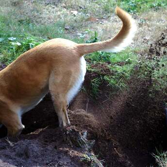 How to wean a dog from digging holes