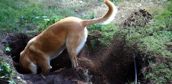 How to wean a dog from digging holes