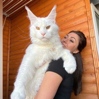 Maine Coon Kefir: world's largest domestic cat looks like