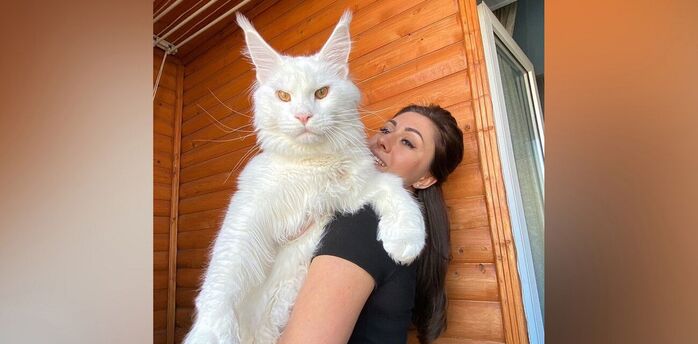 Maine Coon Kefir: world's largest domestic cat looks like