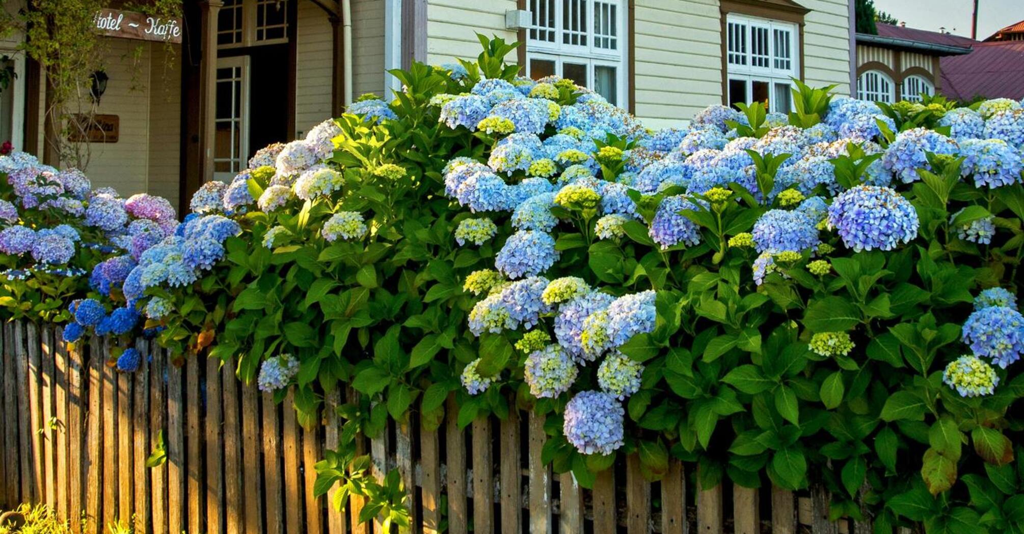 How to plant hydrangeas in the fall