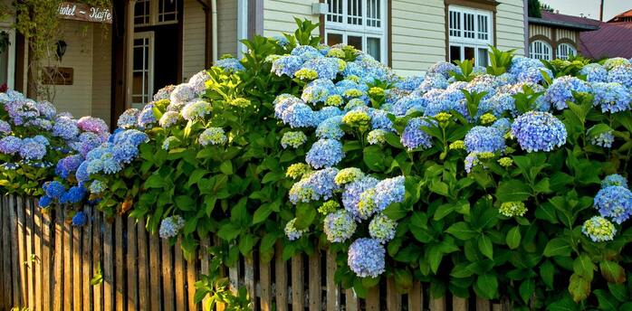 How to plant hydrangeas in the fall