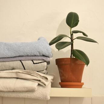 Mistakes in ficus care