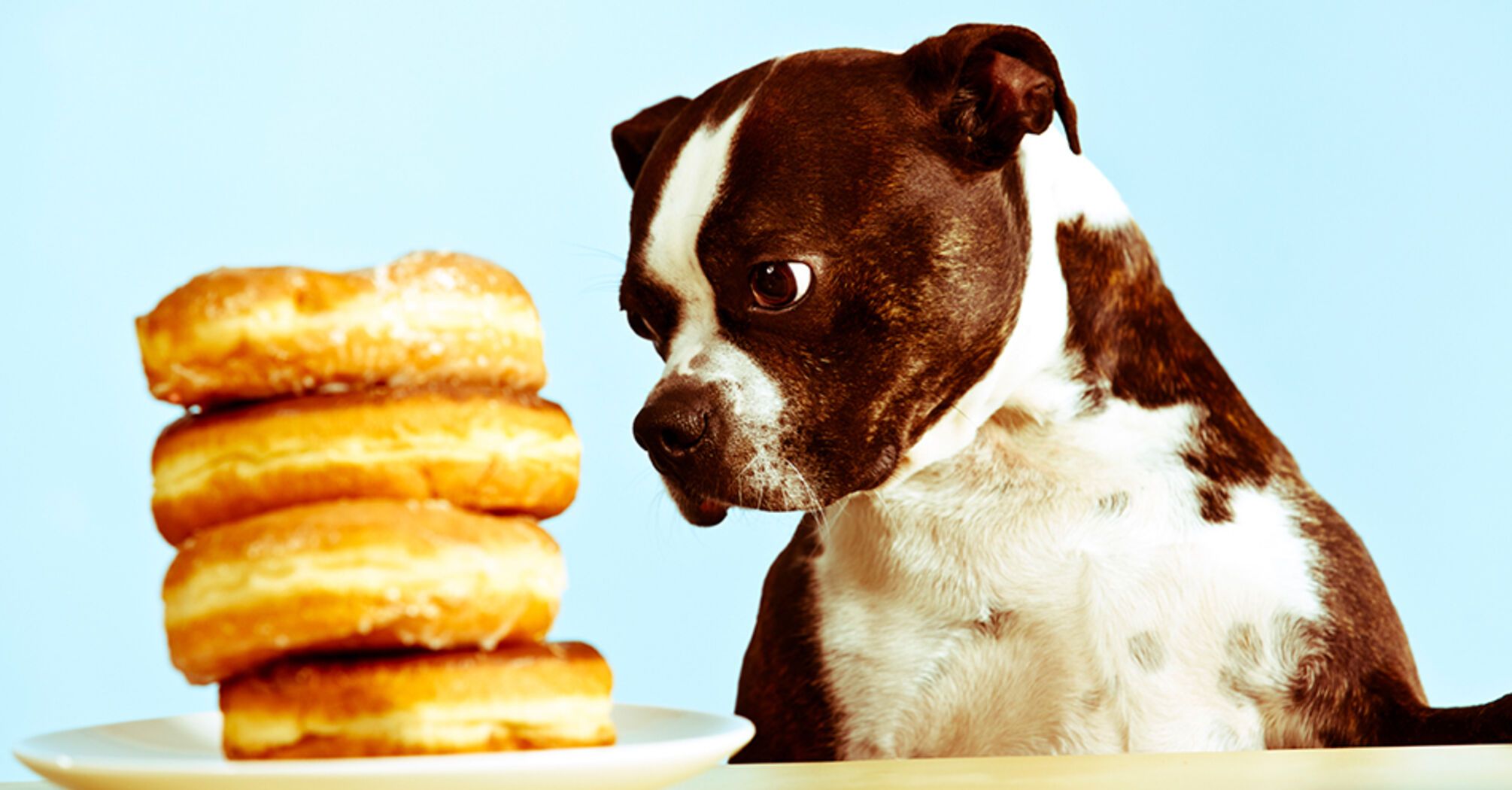 What to feed your dog and what to avoid