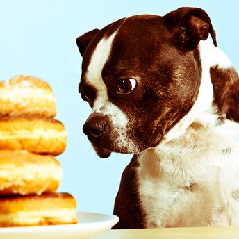 What to feed your dog and what to avoid