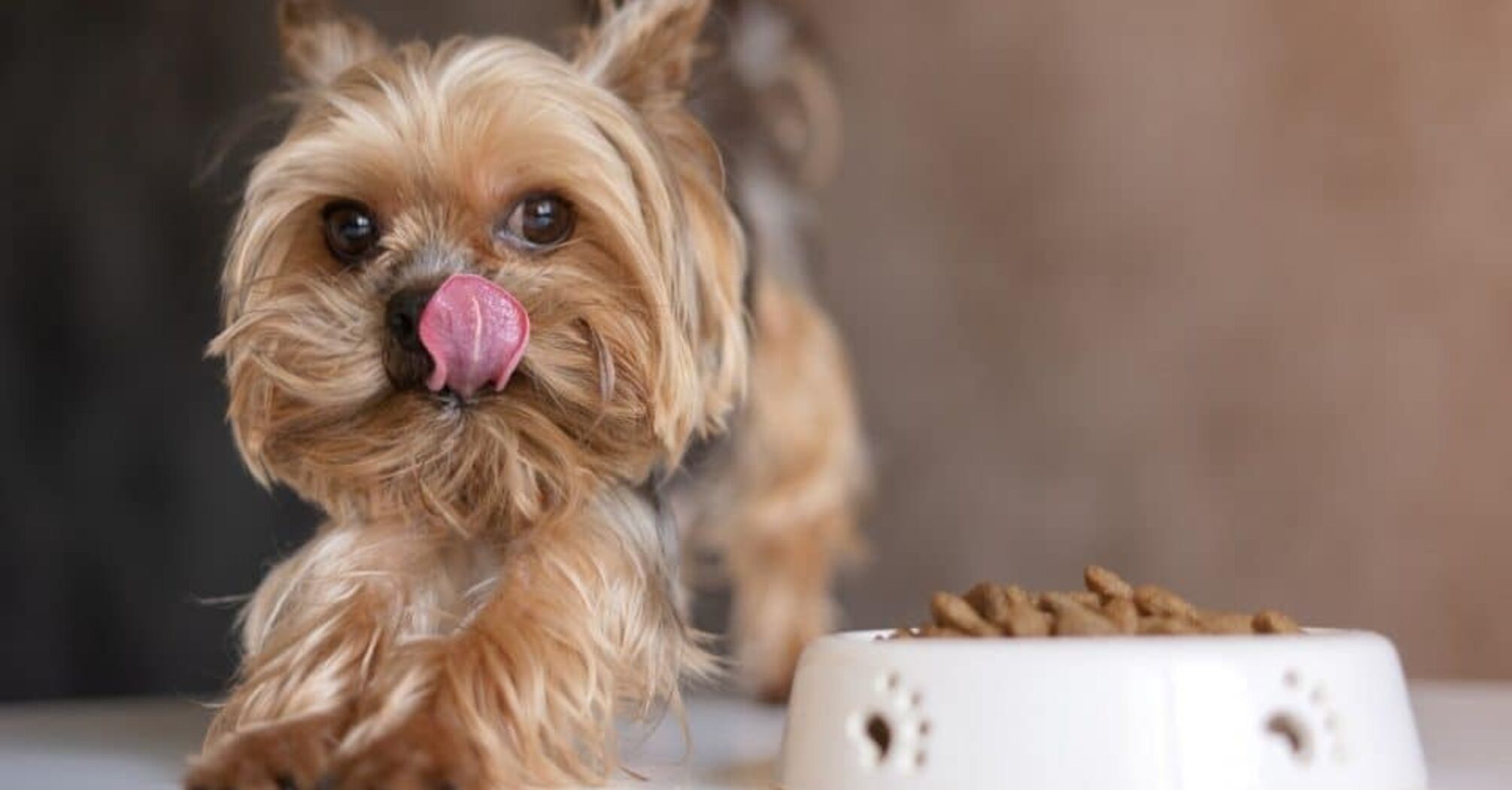 How to choose food for small dogs