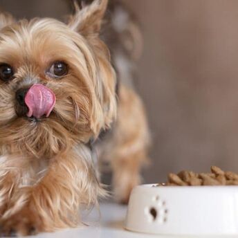 How to choose food for small dogs