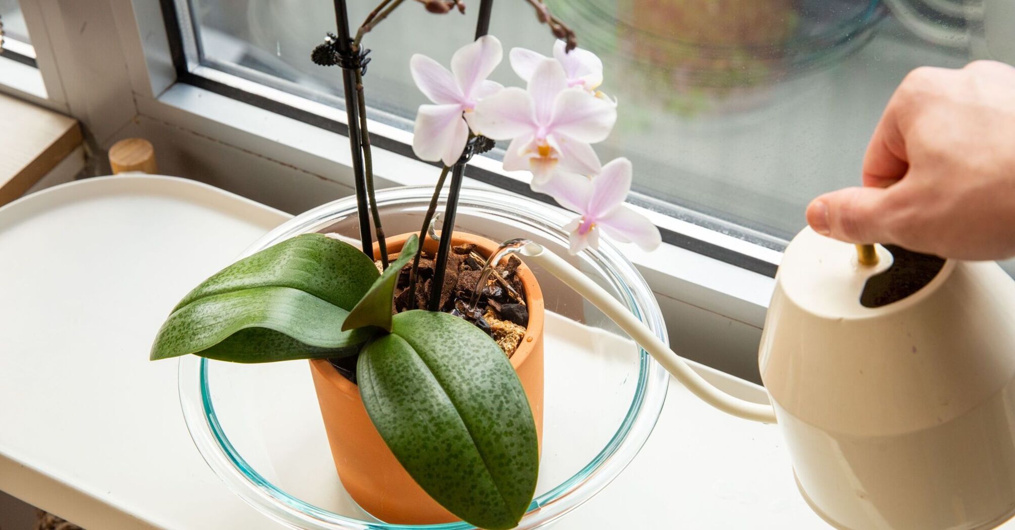 How to tell when to water an orchid