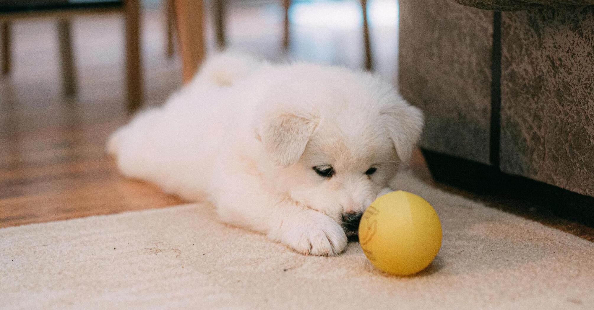 5 tips for putting your puppy to sleep