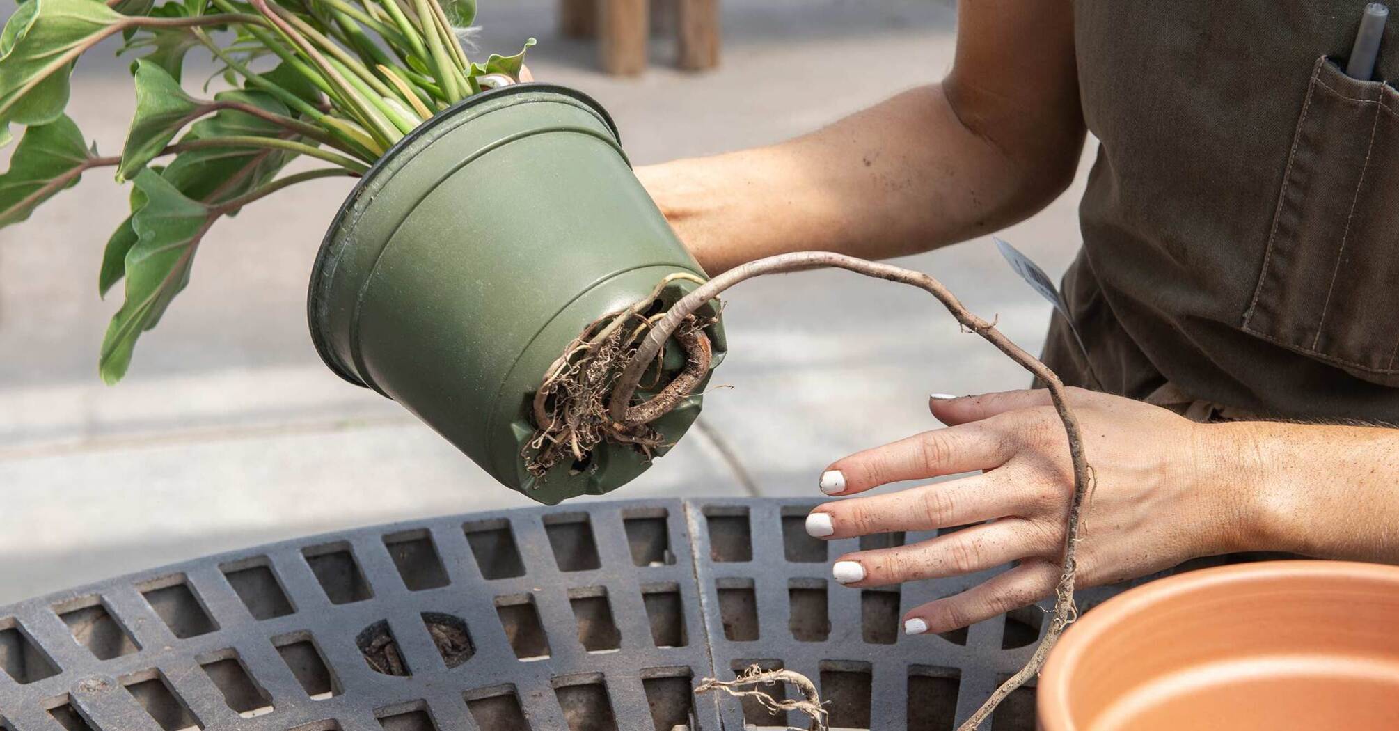 How to determine if houseplants need to be repotted