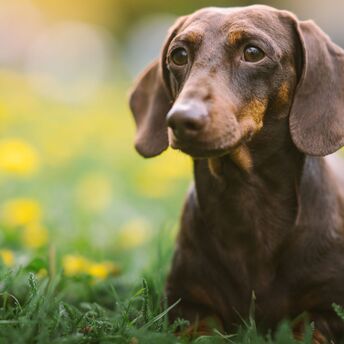 Advantages and disadvantages of the dachshund