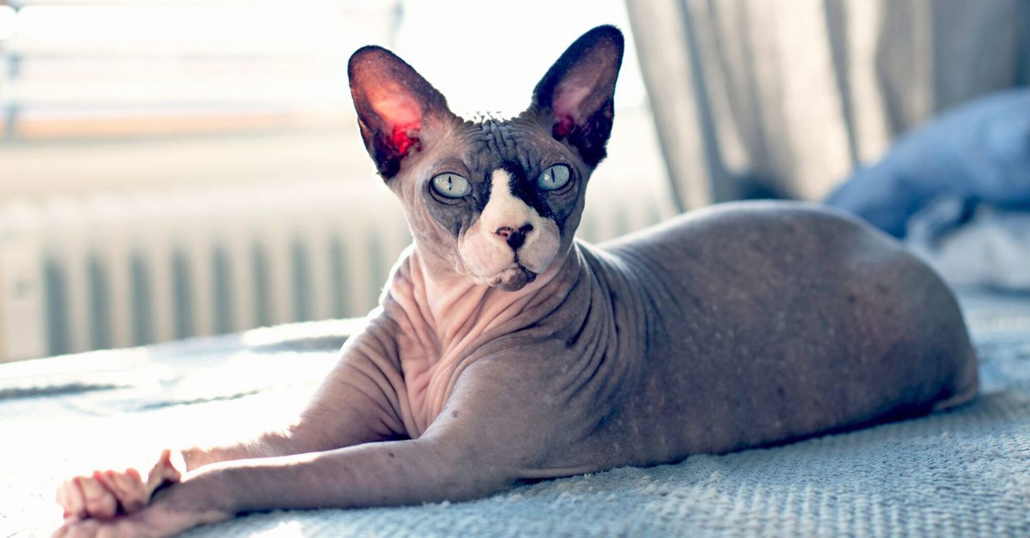 Features of the Sphynx breed