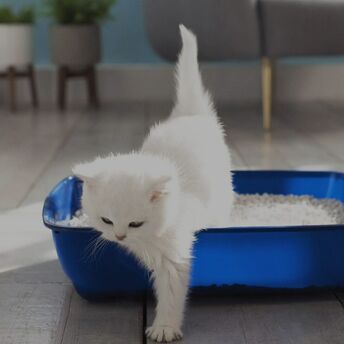 How to train a cat to the litter box?