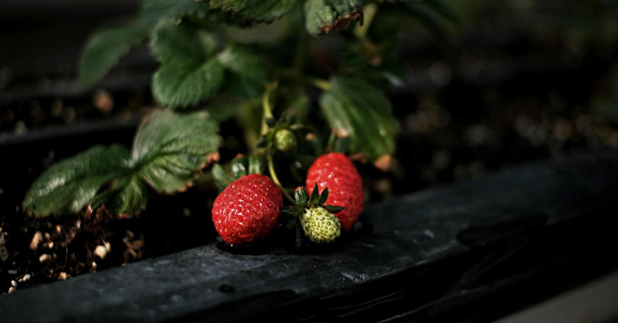 How to fertilize strawberries after winter