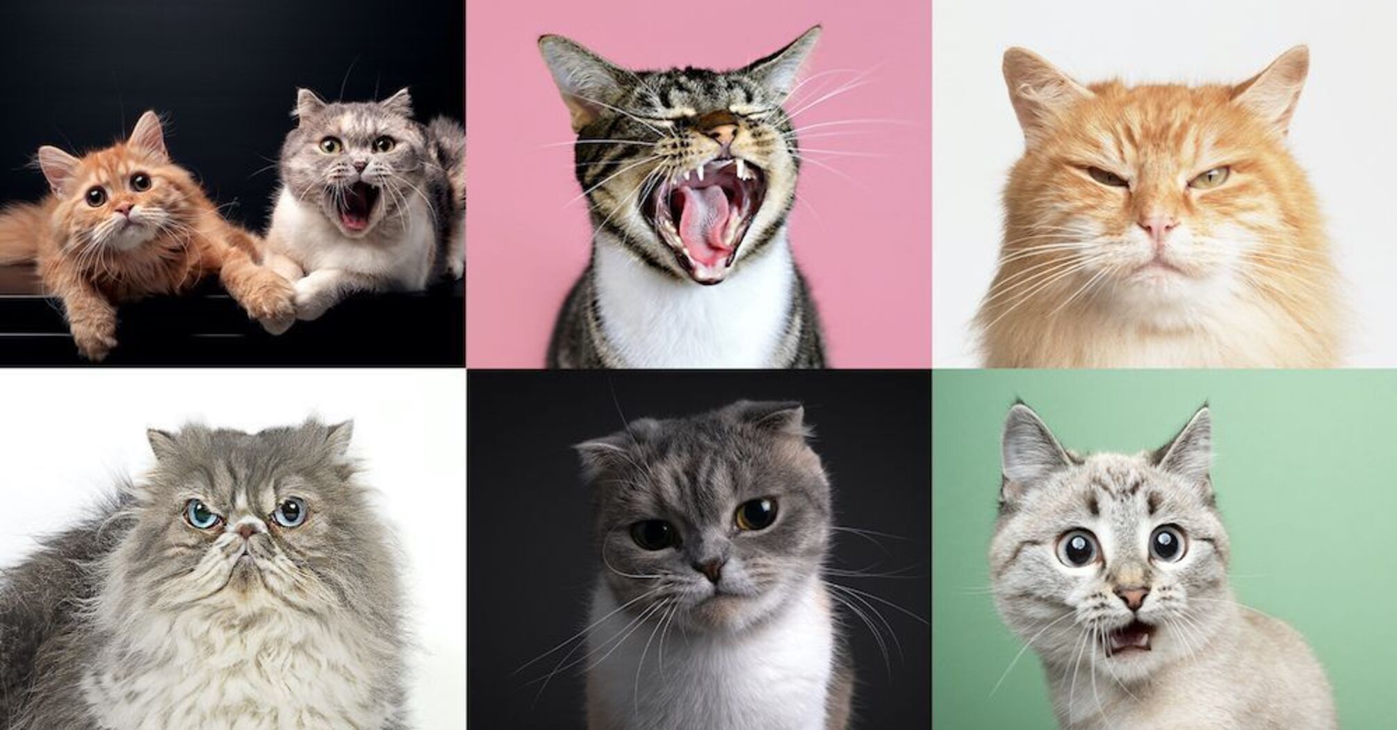 Scientists have counted hundreds of facial expressions in cats