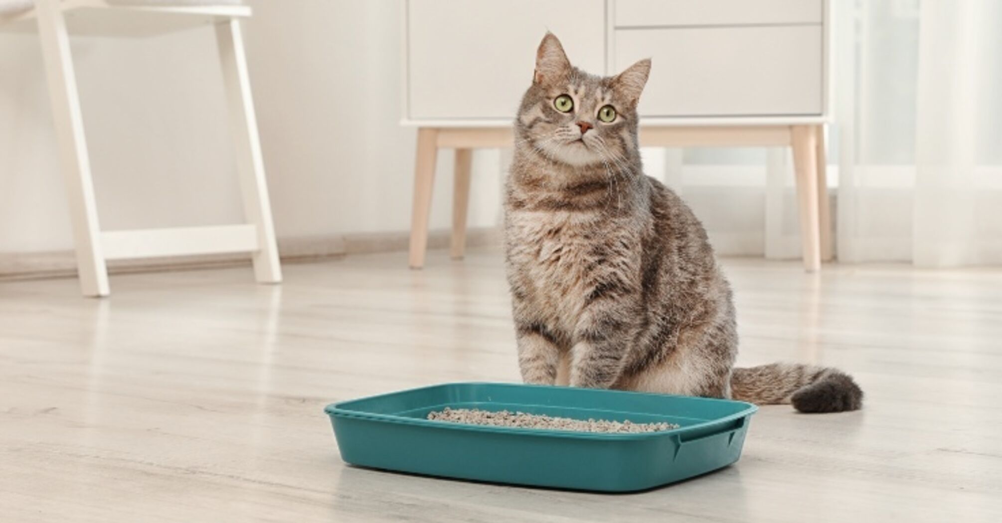 How to train a cat to the litter box