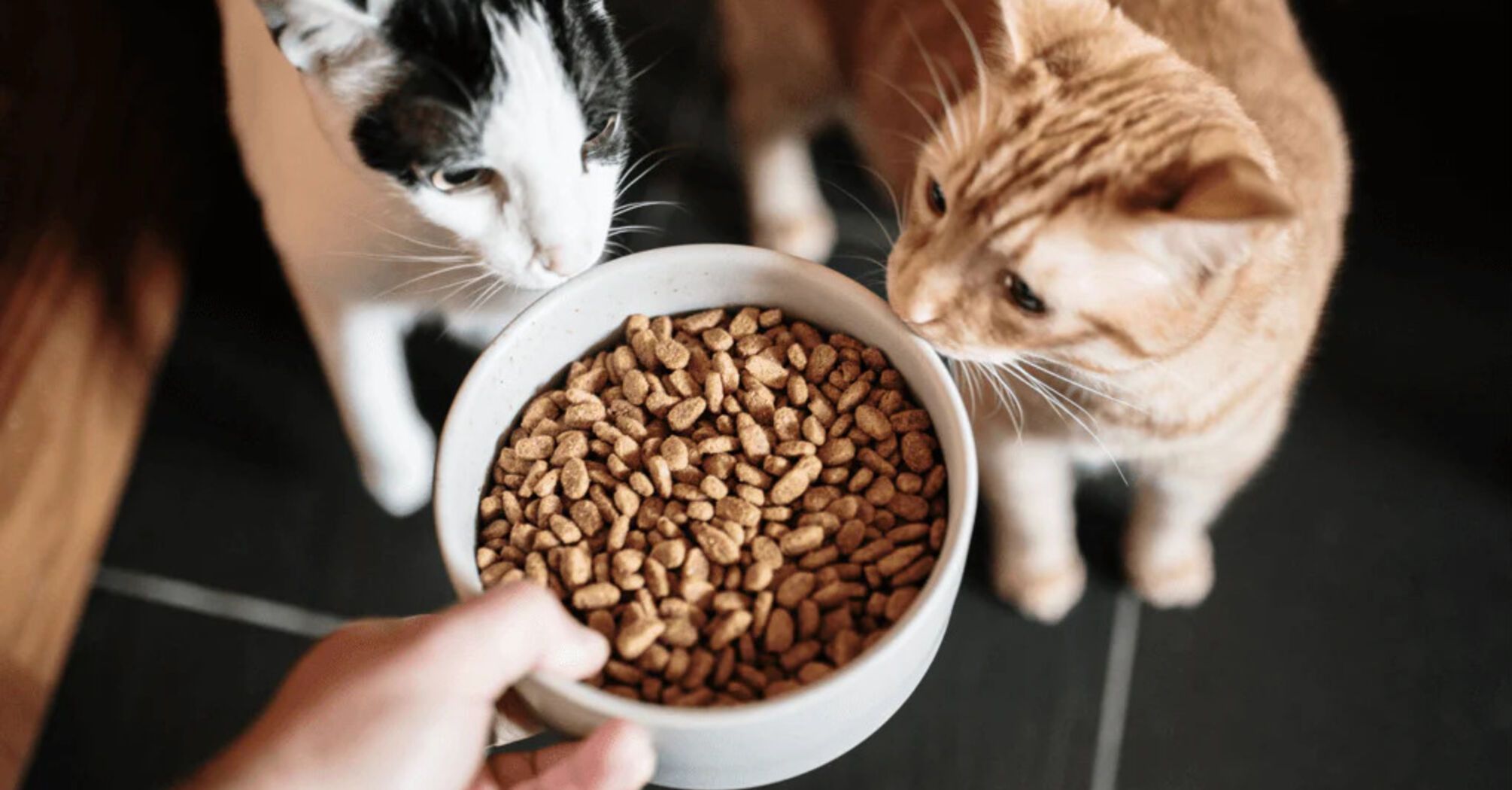 How to choose a healthy cat food