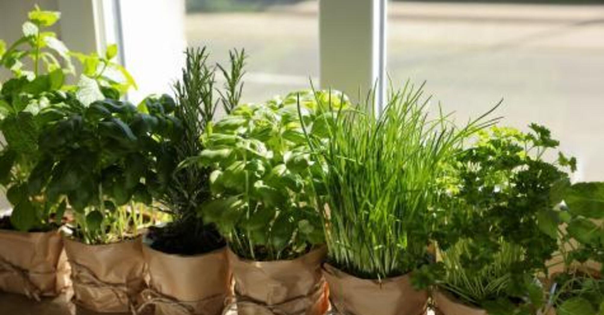 How to create your own "herb garden"
