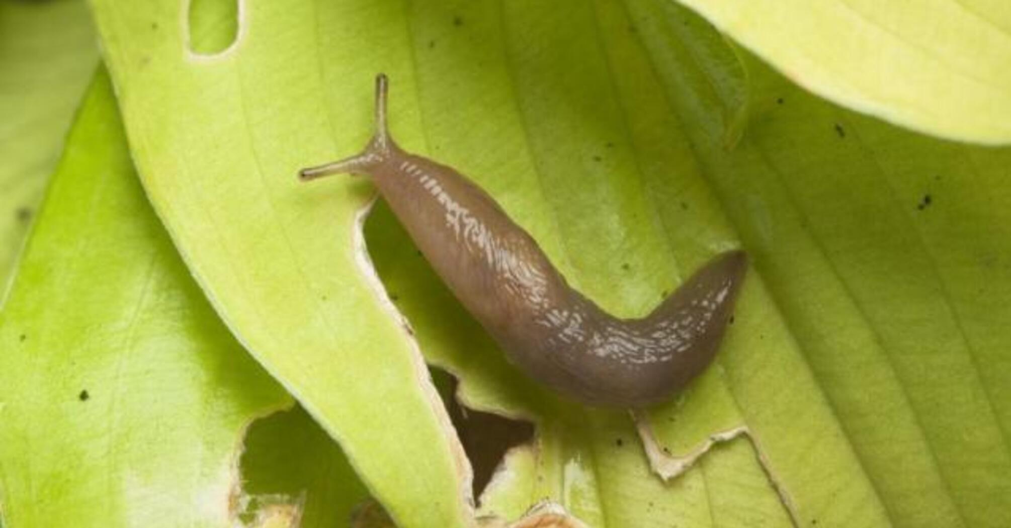 How to effectively and safely drive slugs out of the garden