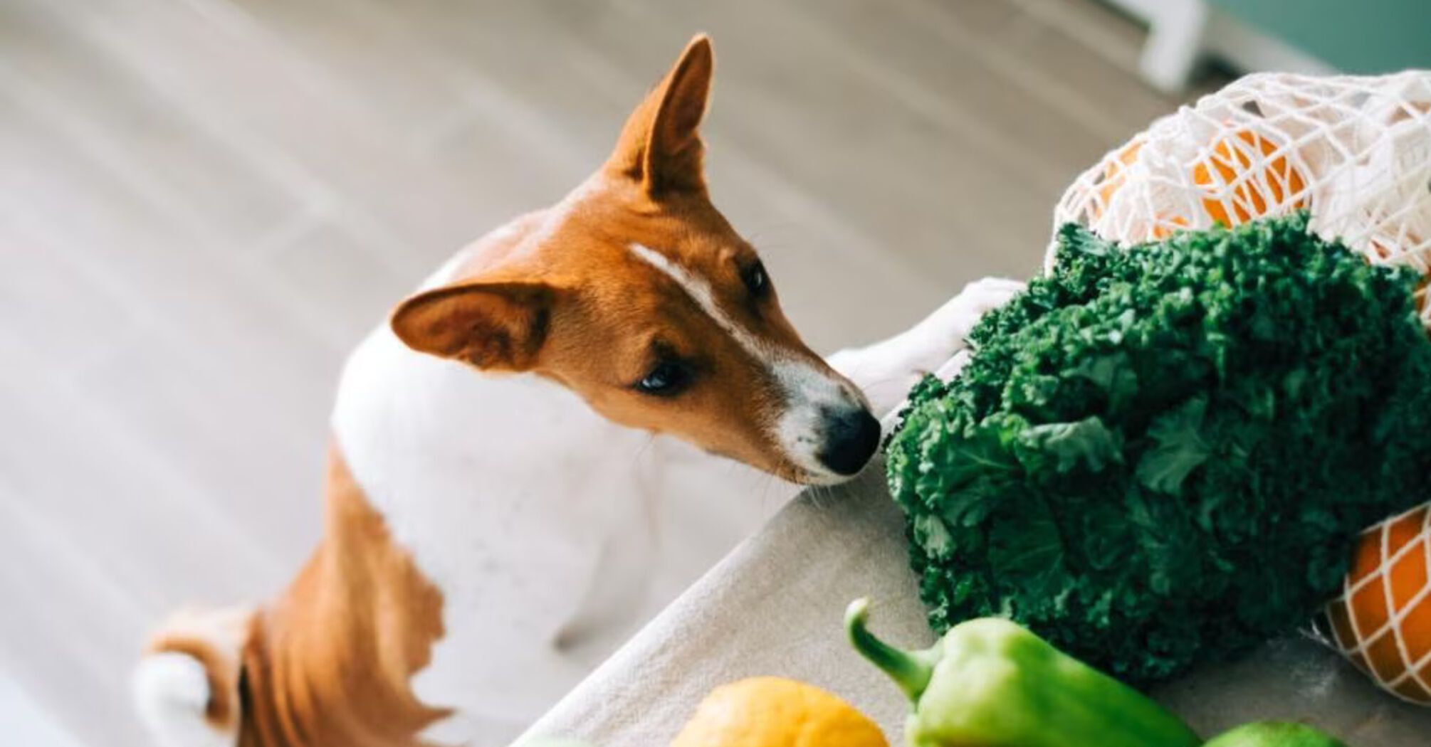 Safe and healthy vegetables for your dog's diet