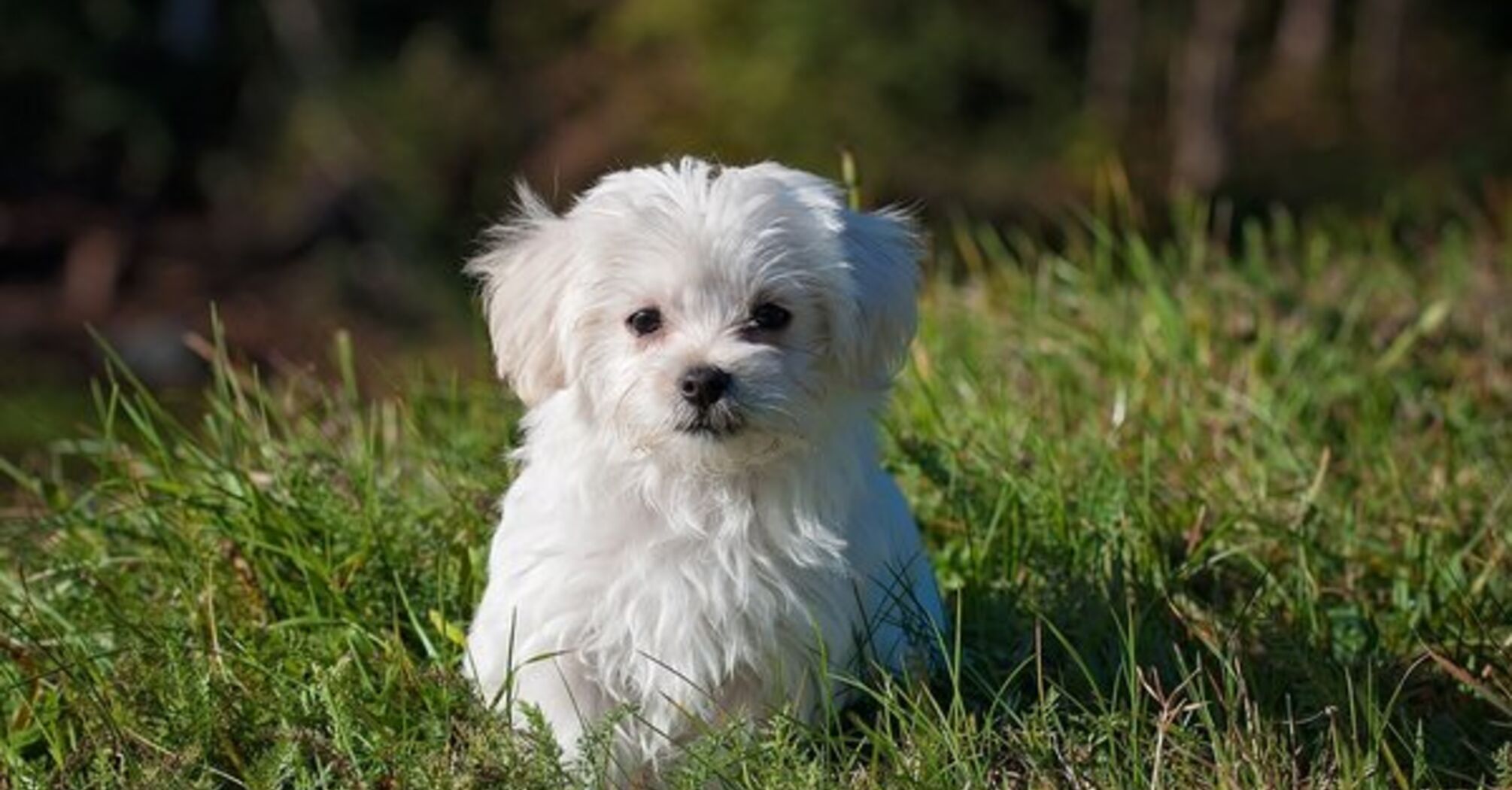 Advantages and disadvantages of keeping small dogs