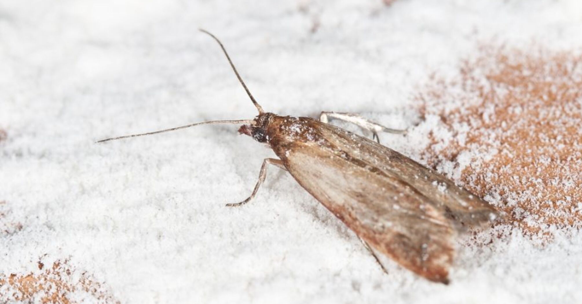 Natural remedies to repel food moths