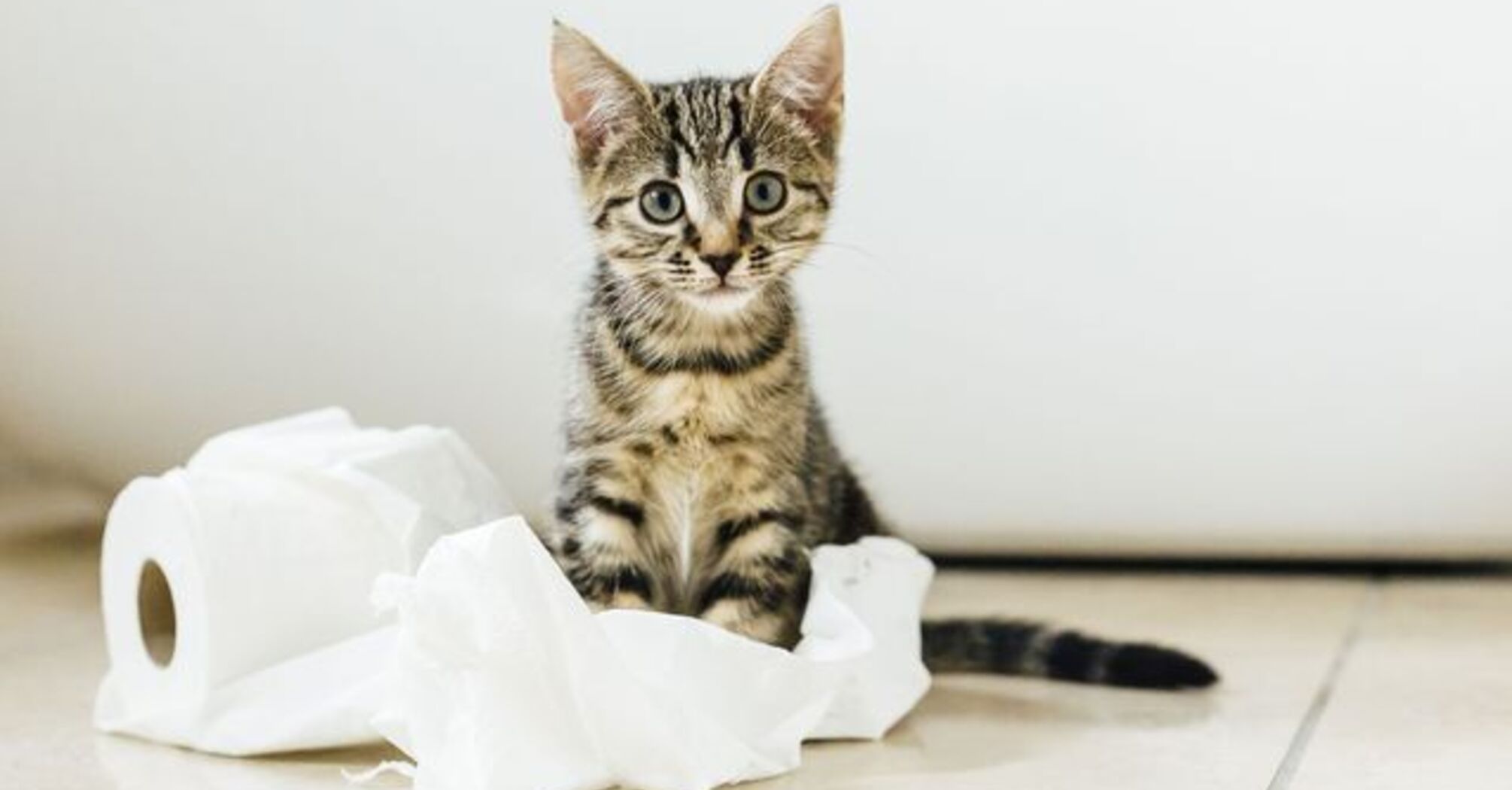 How to get rid of cat odor in the house