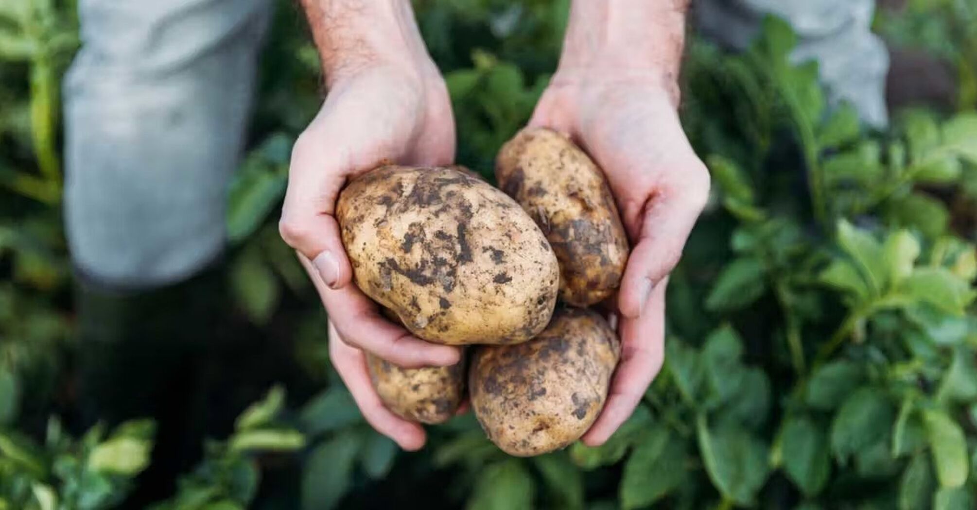 How to store potatoes correctly to prevent spoilage