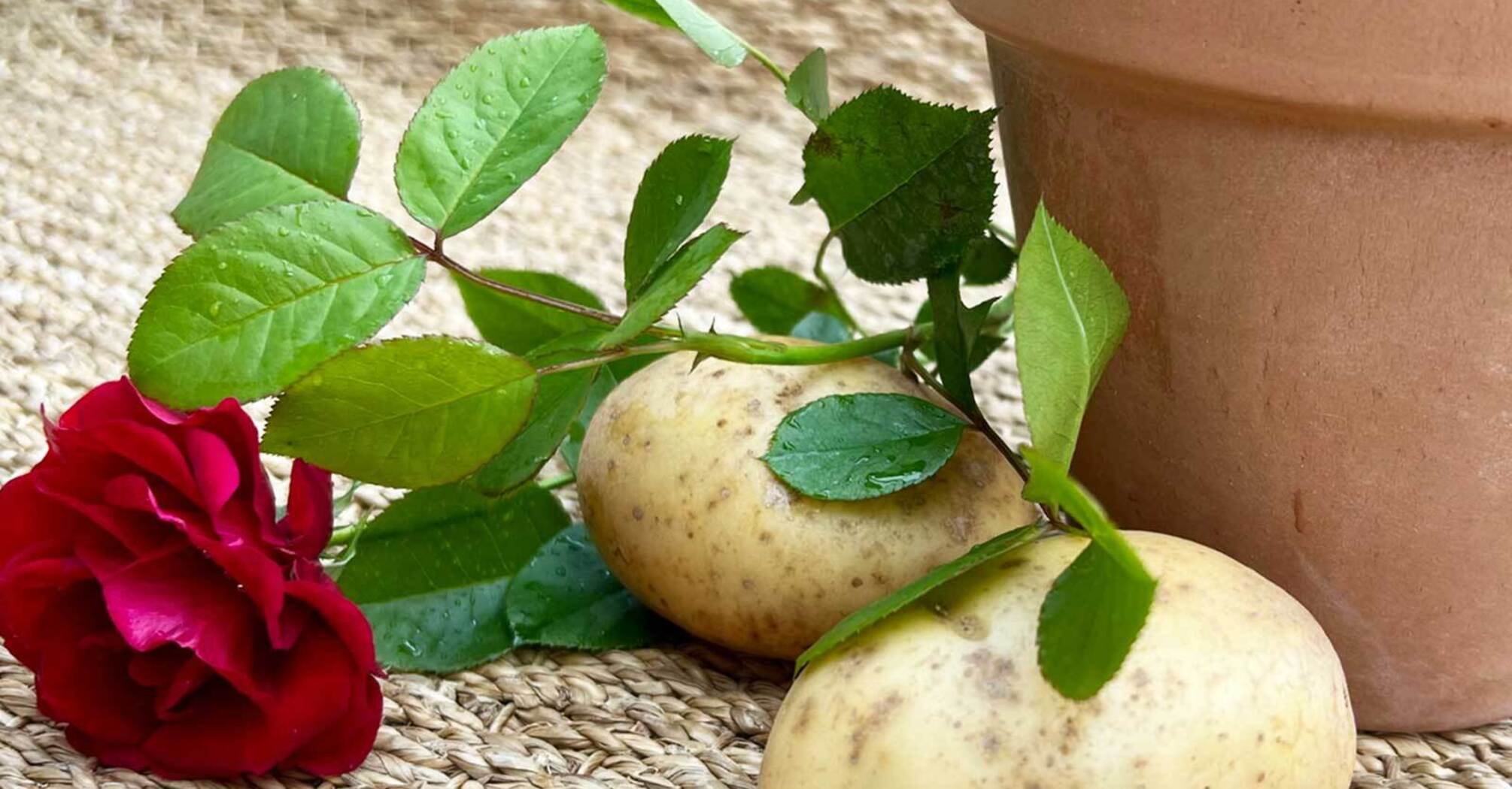 How to grow roses in potatoes