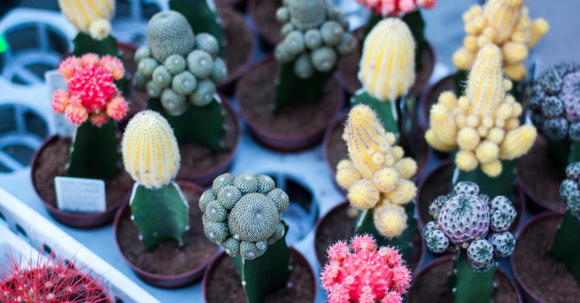 How to make your cacti bloom?