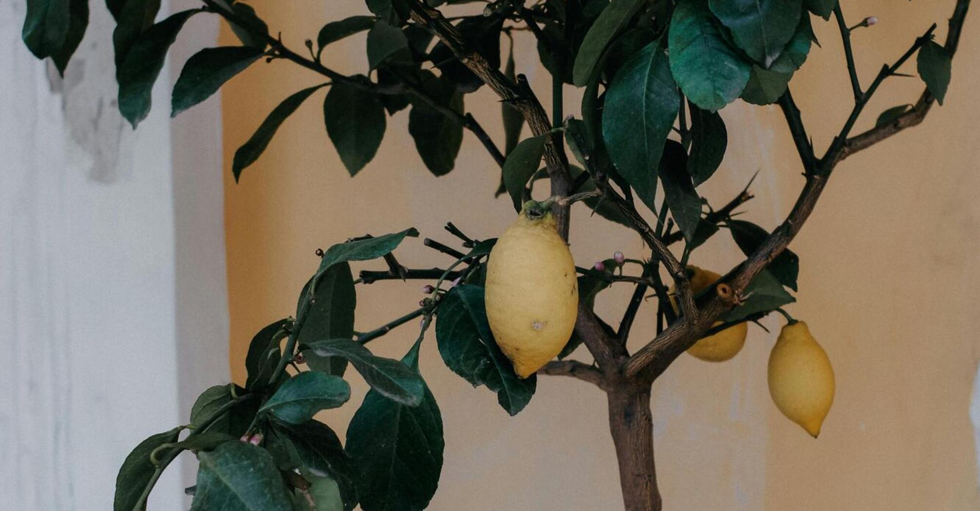 How to grow a lemon tree at home - the secrets of successful lemon tree ...