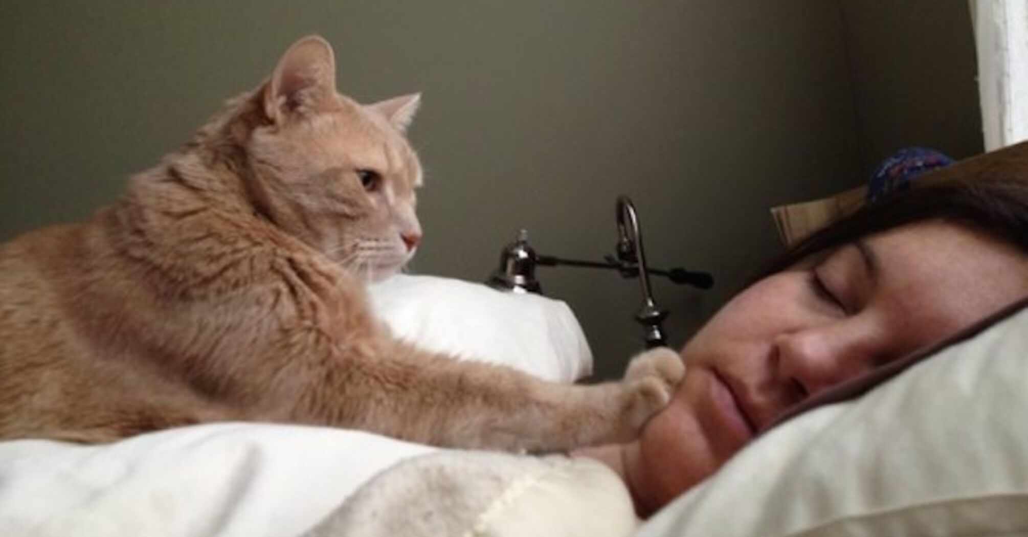 Why cats wake their owners in the morning
