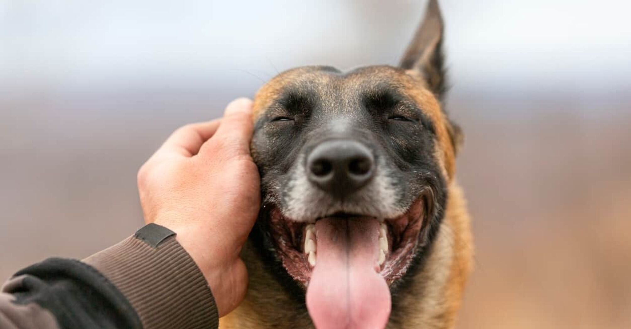 How to understand that a dog loves and understands you