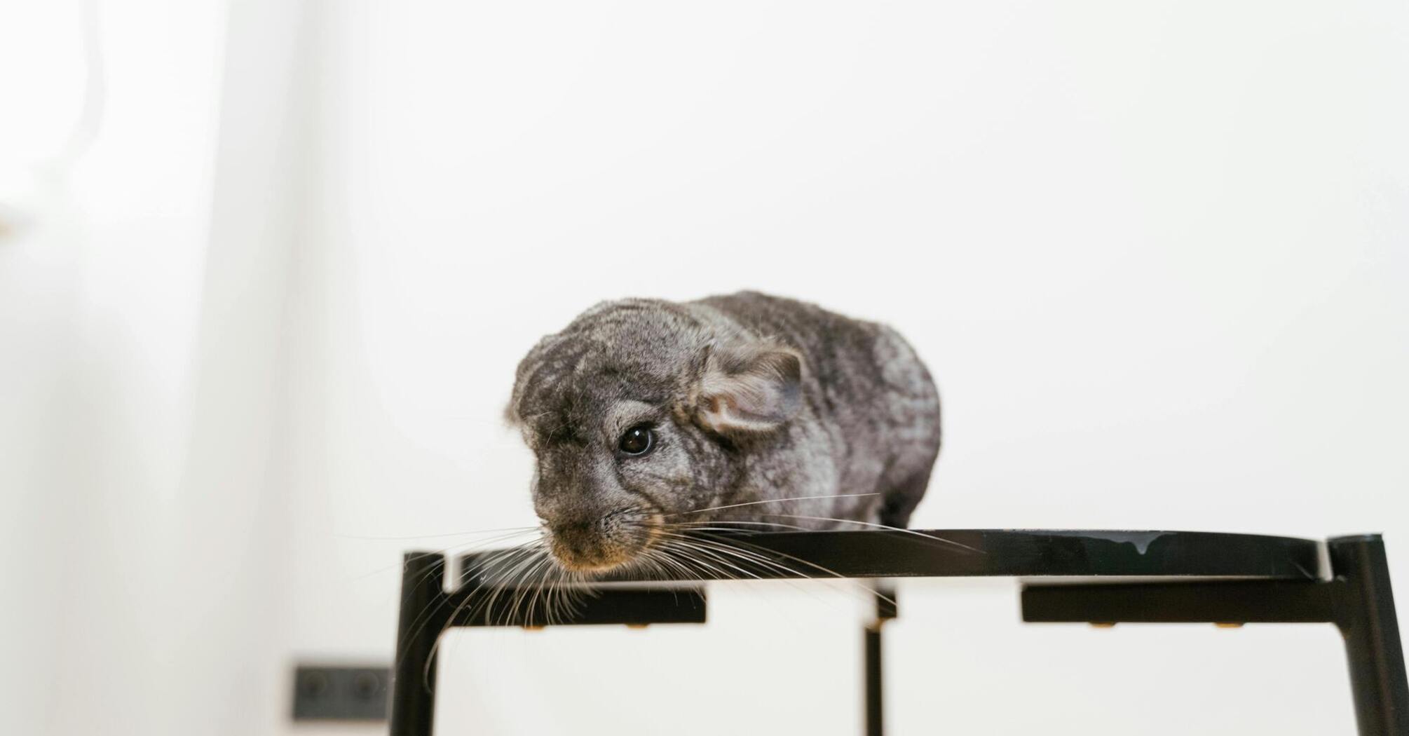 Pros and cons of buying chinchilla