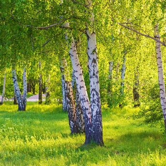 Which trees near your home protect you from bad luck and attract happiness