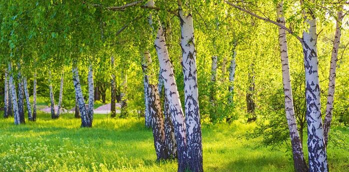 Which trees near your home protect you from bad luck and attract happiness