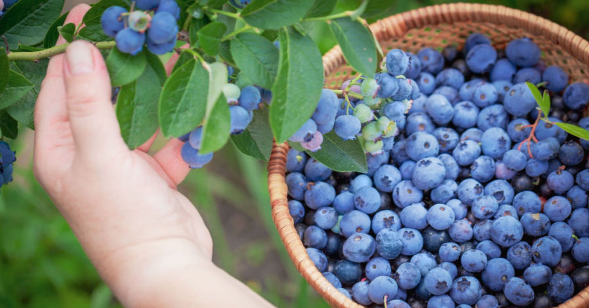 How to fertilize blueberries