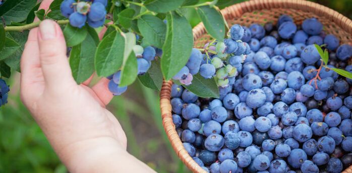 How to fertilize blueberries