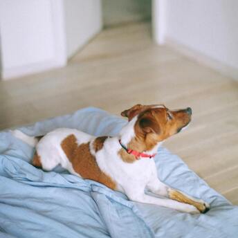 Pros and cons of Jack Russell Terrier