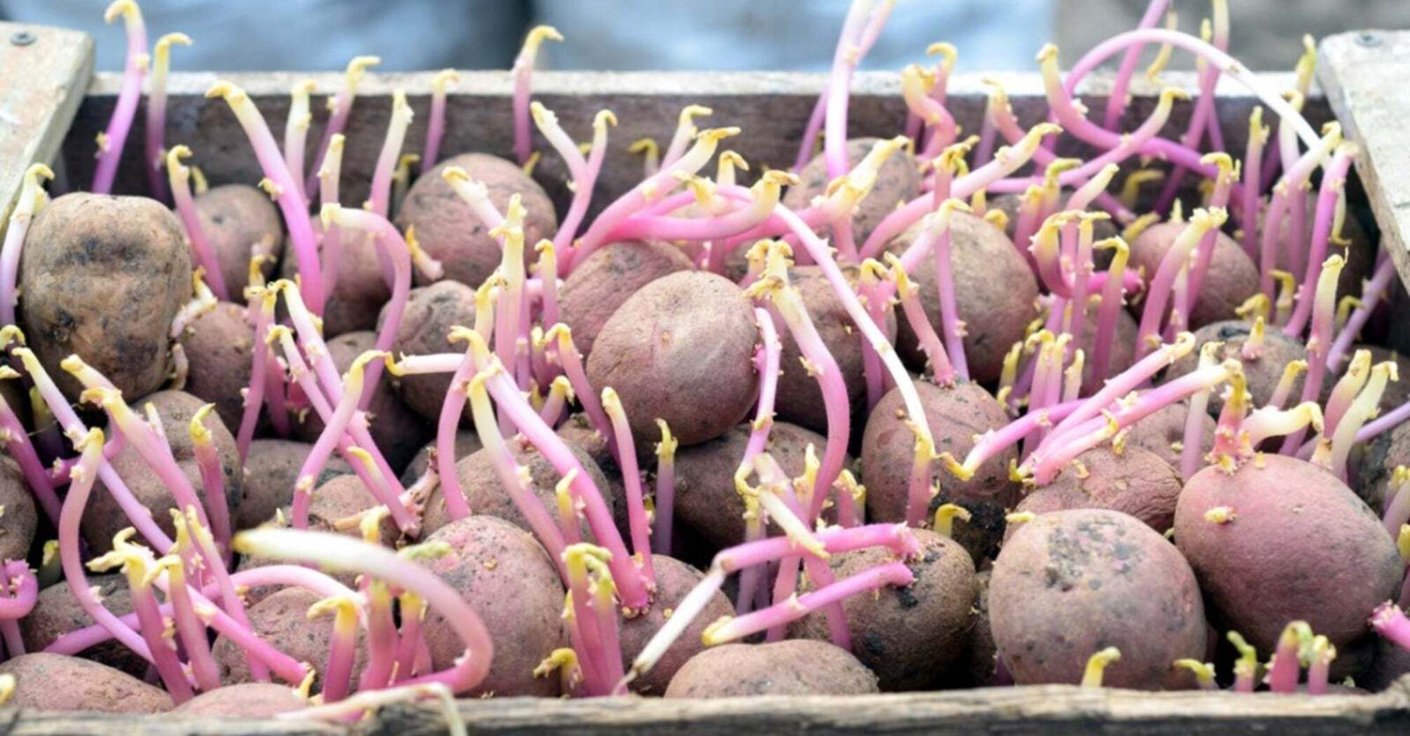 What to treat potatoes with before planting