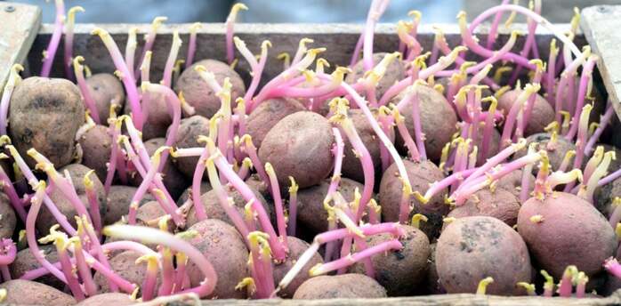 What to treat potatoes with before planting