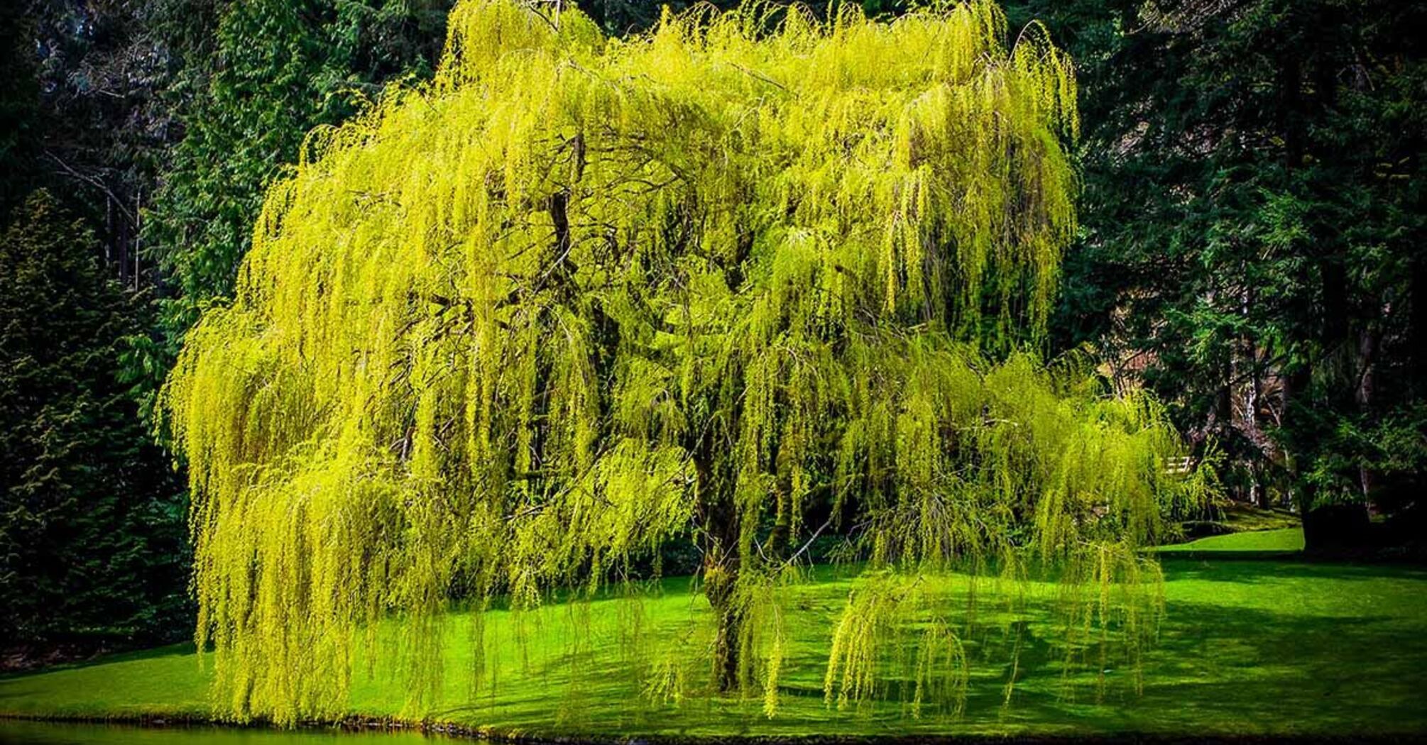 Is it possible to plant a willow on your site