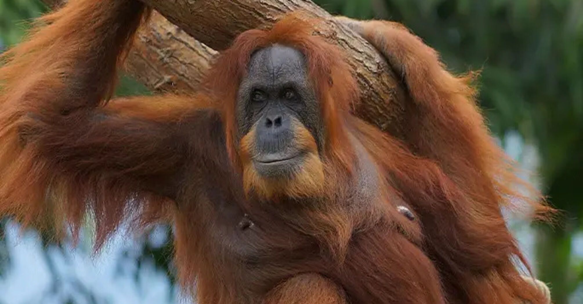 The world's oldest orangutan celebrated its birthday